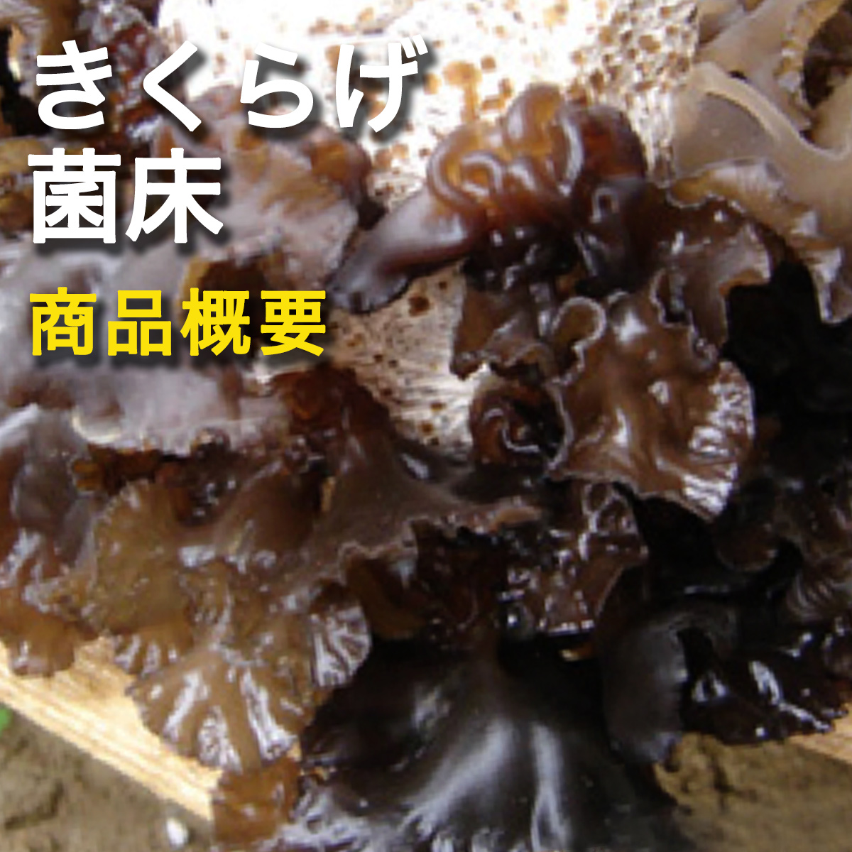 菌床ブロック 販売 キクラゲ 